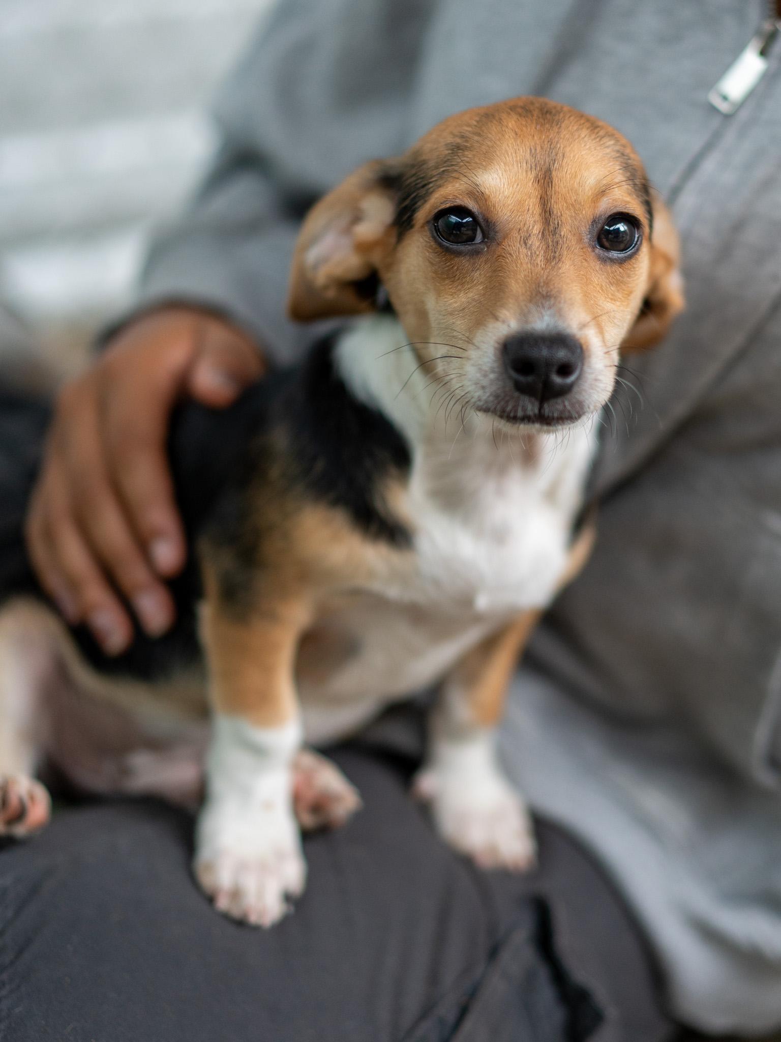 BABY CAMERON, an adopted mixed breed in Fresno, CA image 4/4