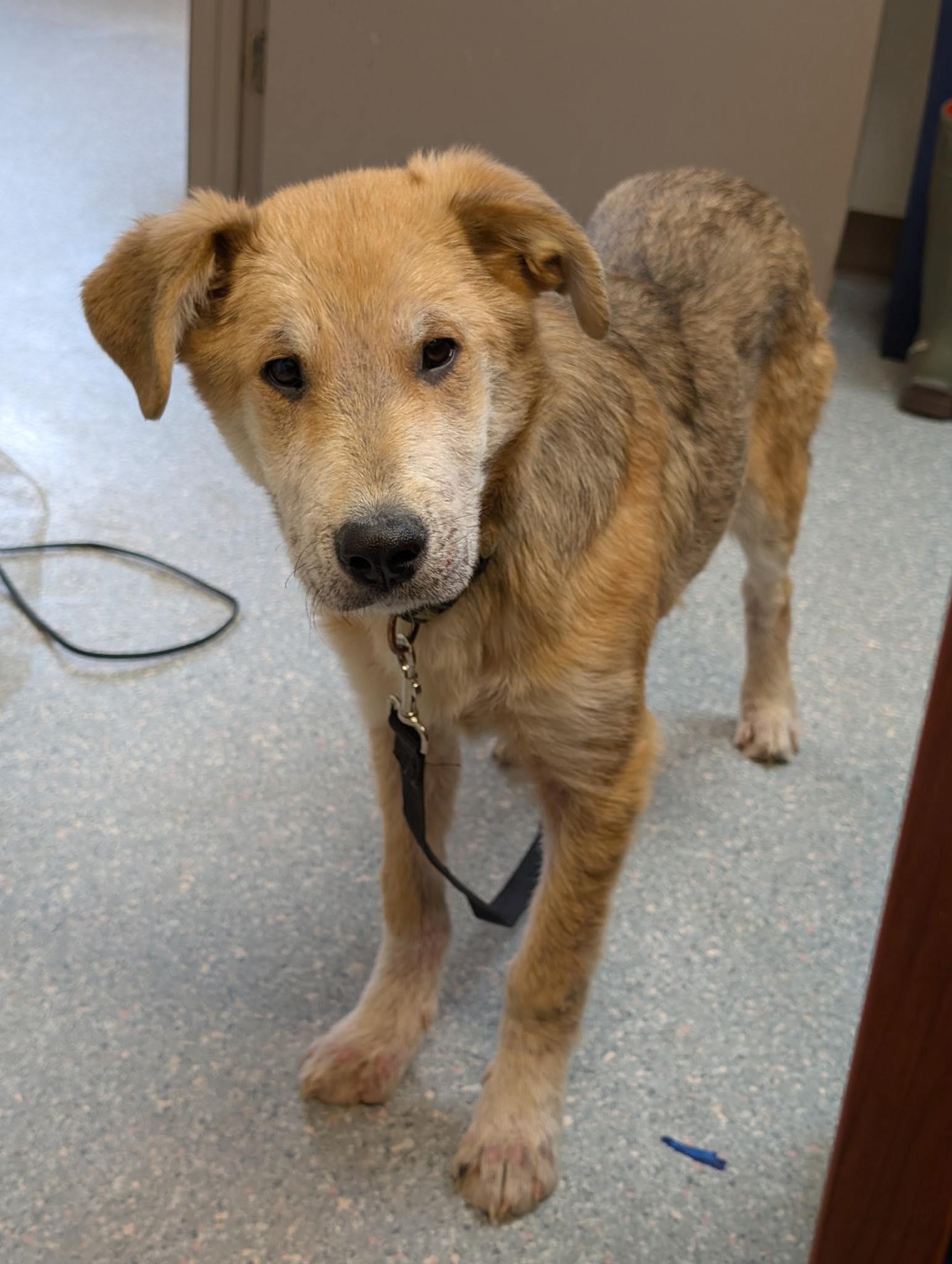 Banjo, Adoptable, Young Male Shepherd.