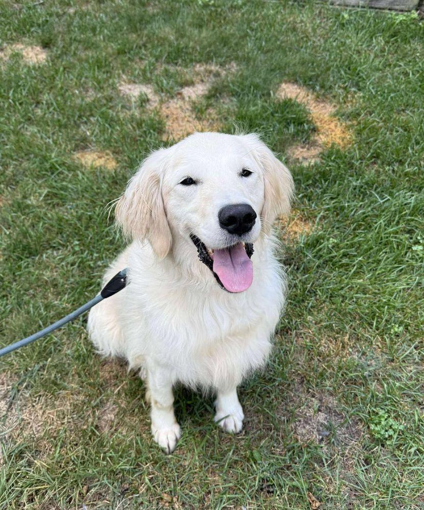 Enlarge Bolt, a Adoptable Golden Retriever in Mchenry, IL image 1/3