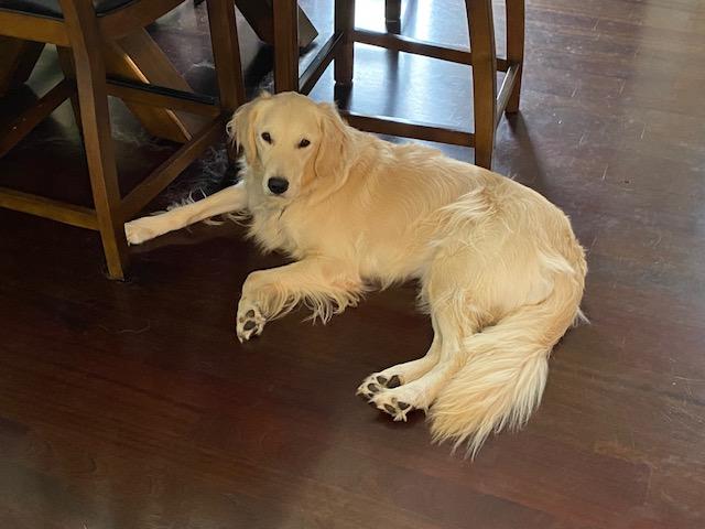 Enlarge Bolt, a Adoptable Golden Retriever in Mchenry, IL image 2/3