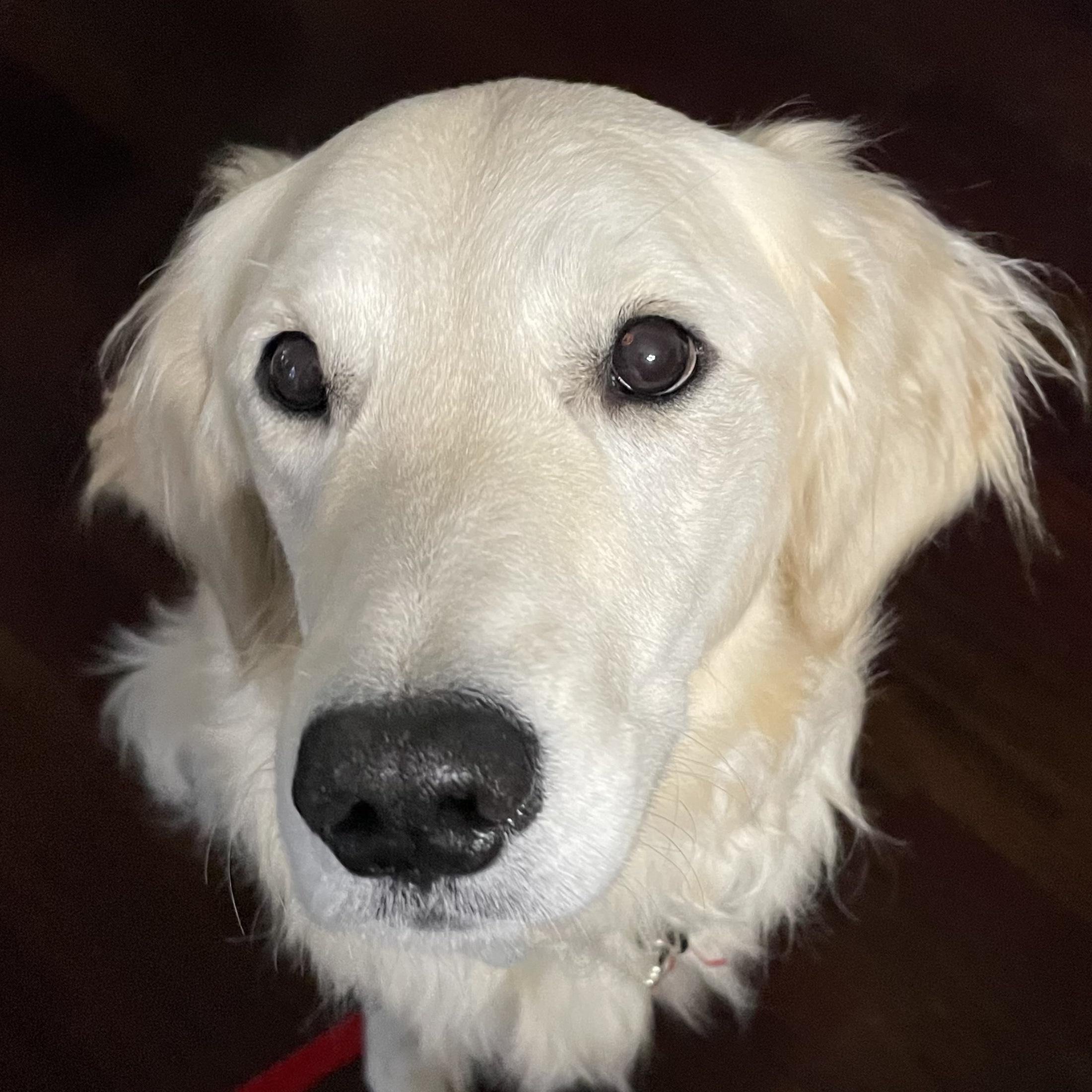 Enlarge Bolt, a Adoptable Golden Retriever in Mchenry, IL image 3/3