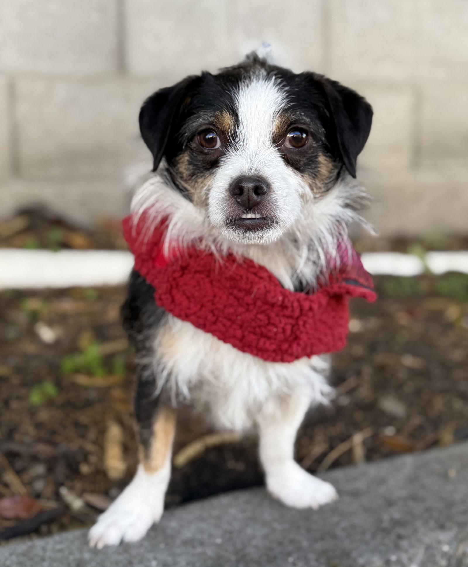 Bandana, a Adoptable mixed breed in Palo Alto, CA image 1/3