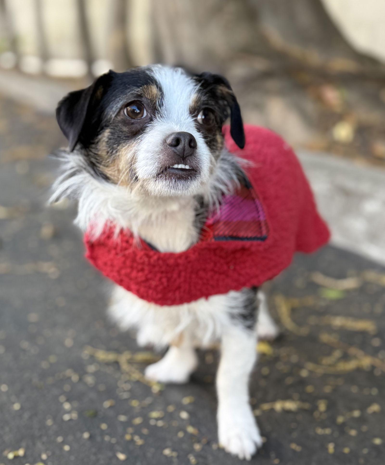 Bandana, a Adoptable mixed breed in Palo Alto, CA image 2/3