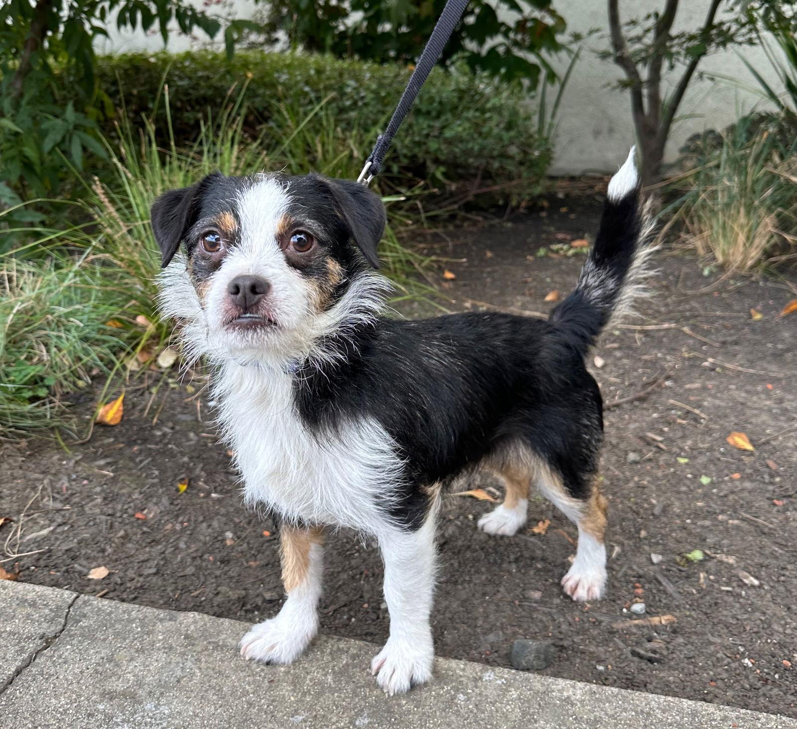 Bandana, a Adoptable mixed breed in Palo Alto, CA image 3/3