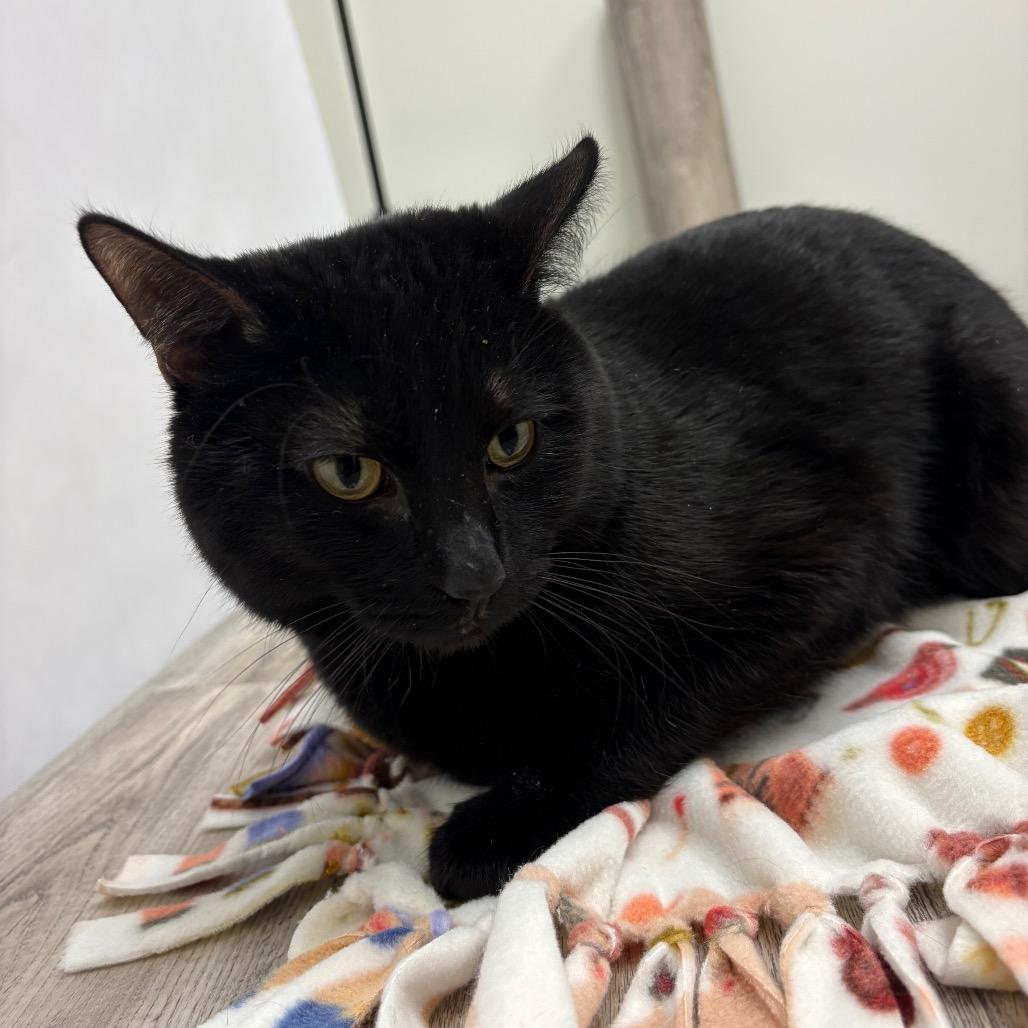Craig, Adoptable, Adult Male Domestic Short Hair.