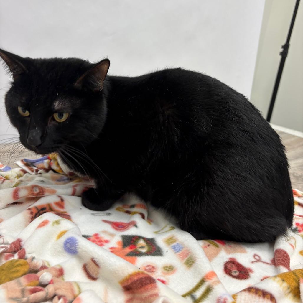 Enlarge Craig, a Adoptable Domestic Short Hair in St. Paul, MN image 3/3