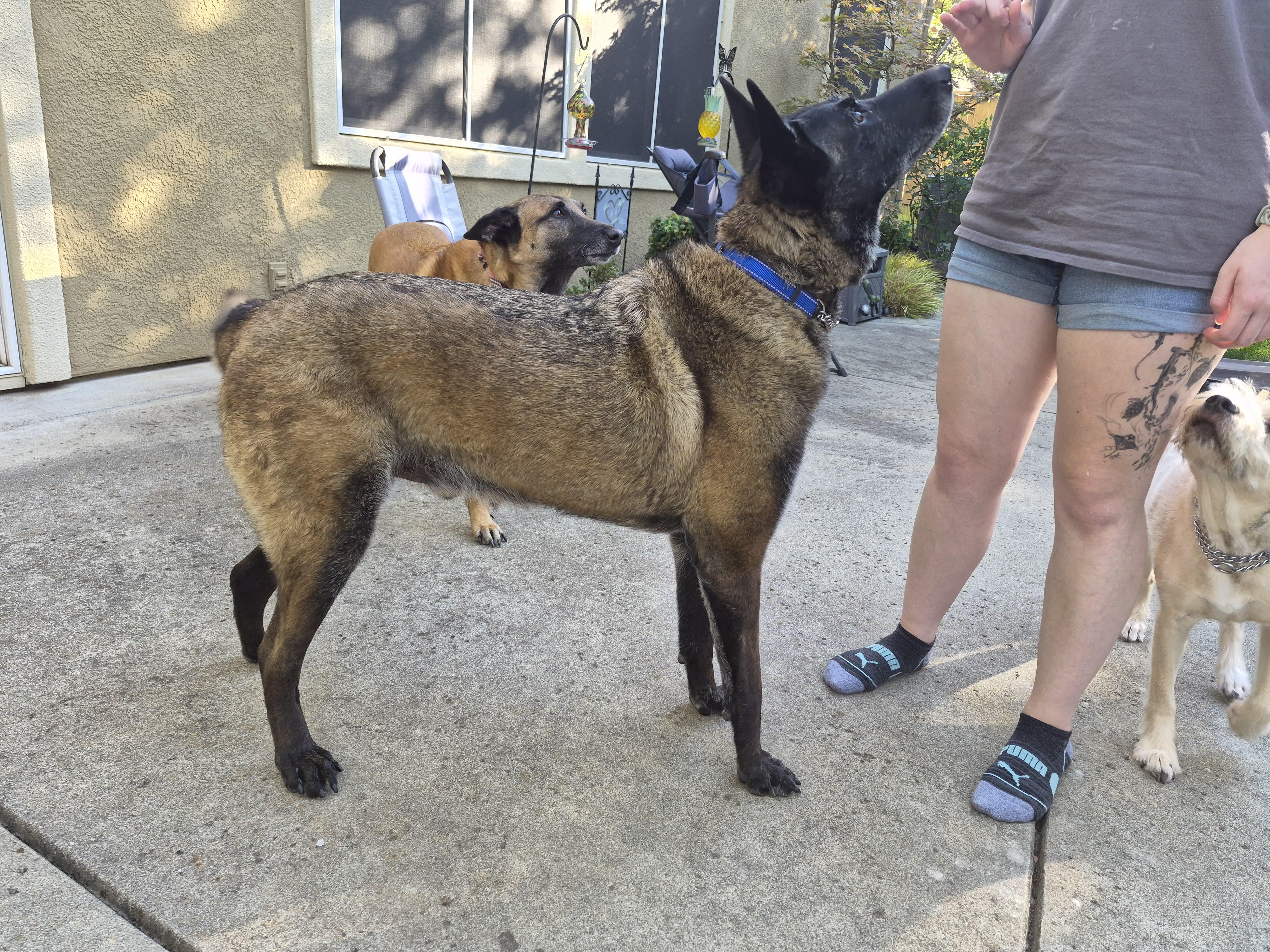 Enlarge Tug Boat, a Adoptable Belgian Shepherd / Malinois in Vancouver, WA image 1/6