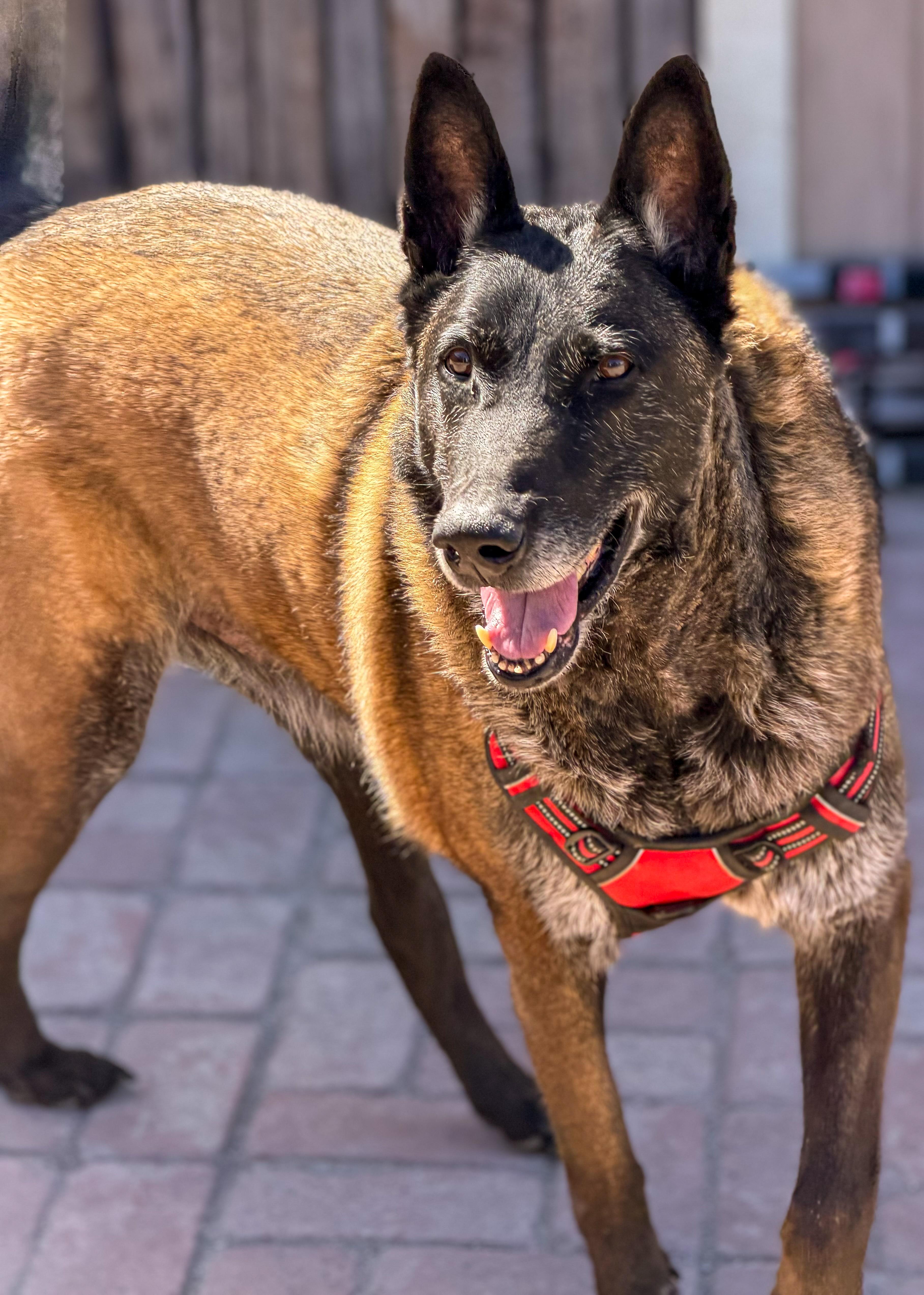 Tug Boat, Adoptable, Adult Male Belgian Shepherd / Malinois.