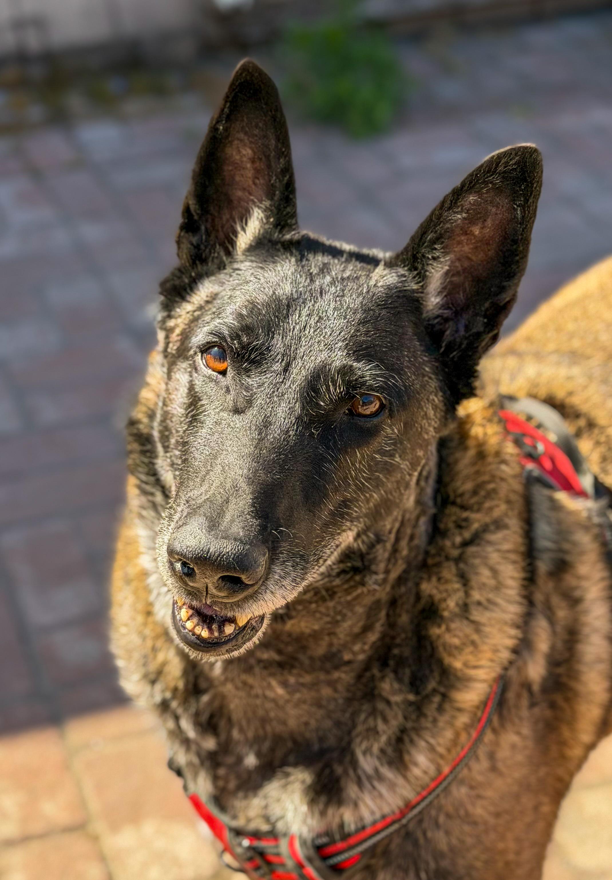 Tug Boat, a Adoptable Belgian Shepherd / Malinois in Vancouver, WA image 2/3