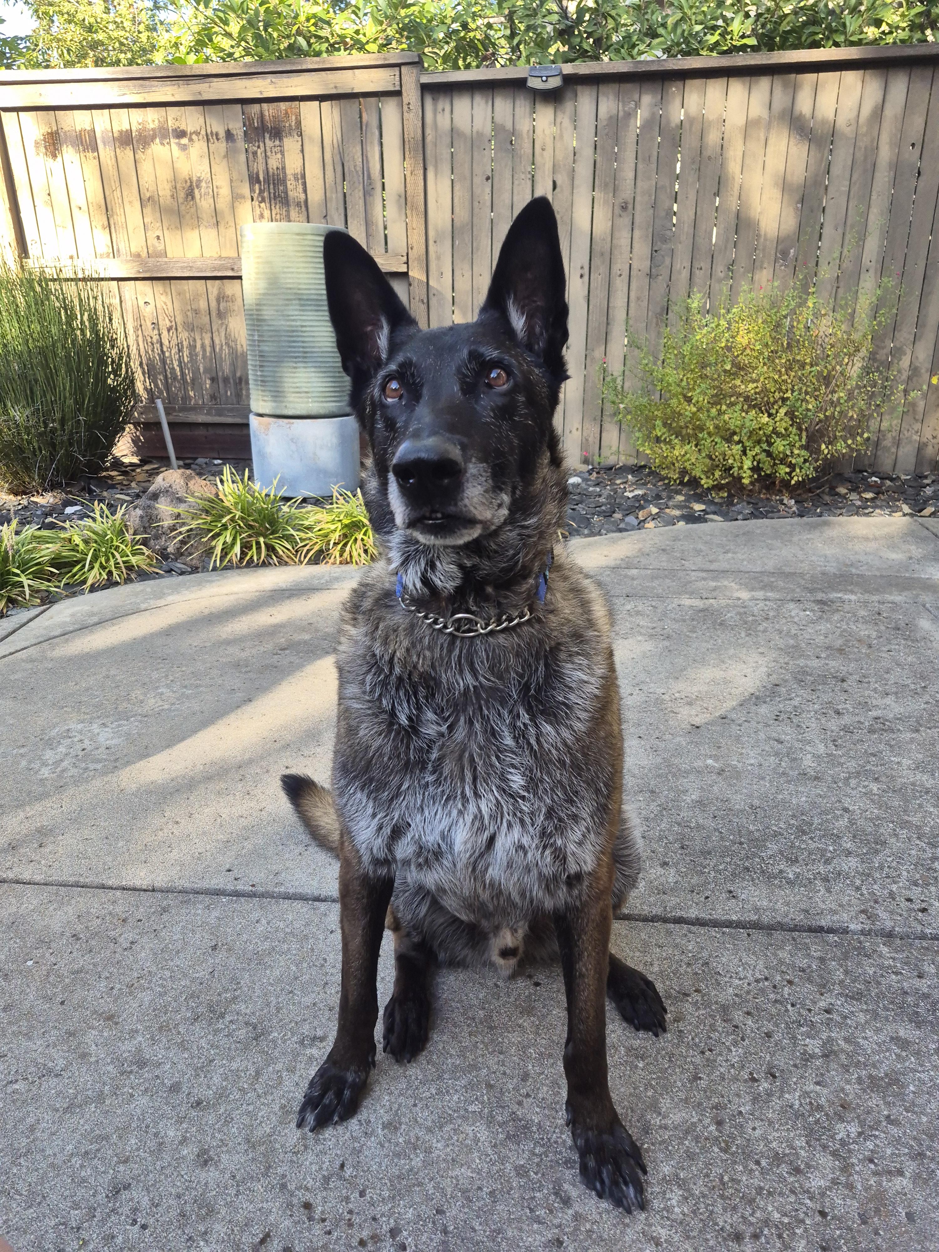 Enlarge Tug Boat, a Adoptable Belgian Shepherd / Malinois in Vancouver, WA image 4/6