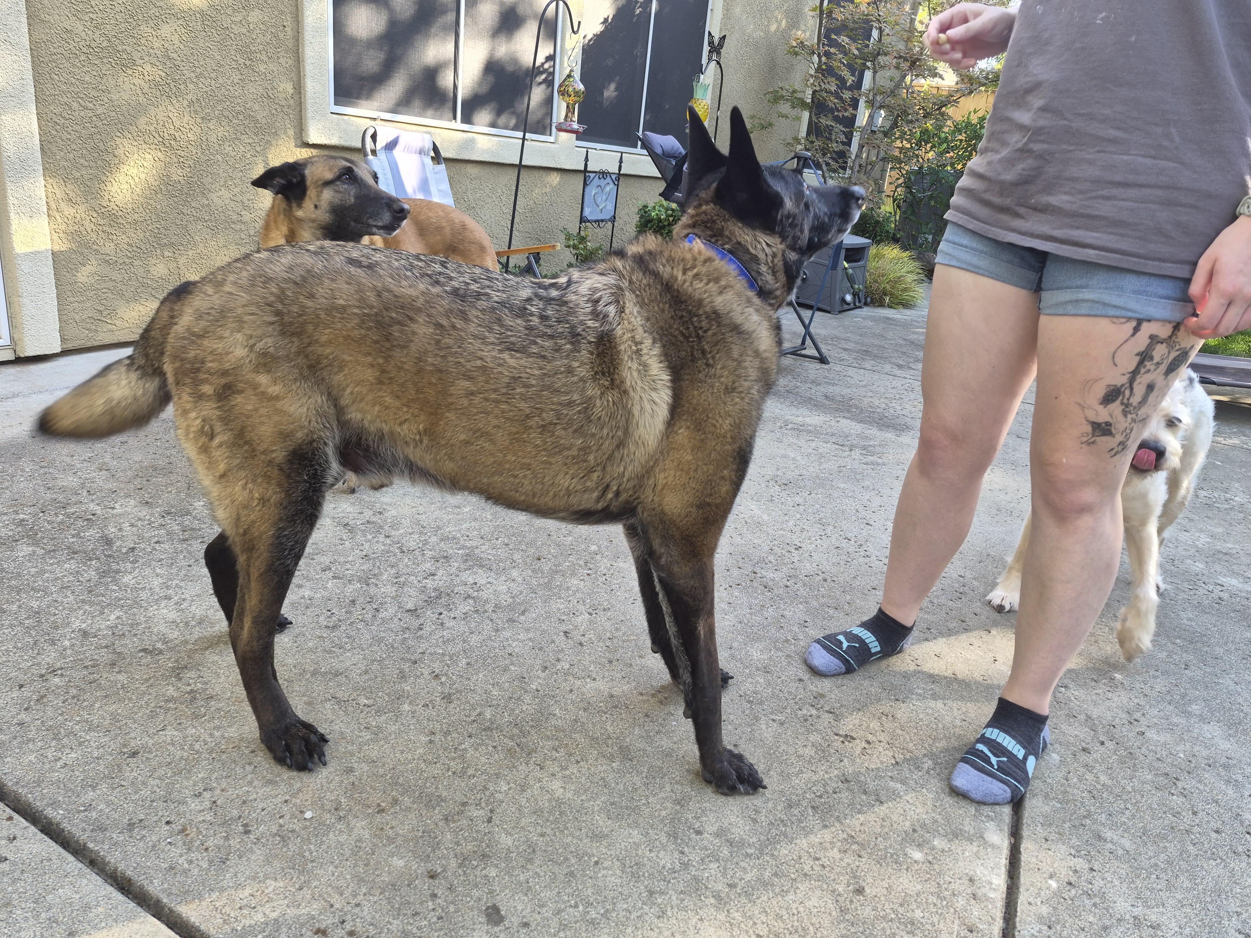 Enlarge Tug Boat, a Adoptable Belgian Shepherd / Malinois in Vancouver, WA image 5/6
