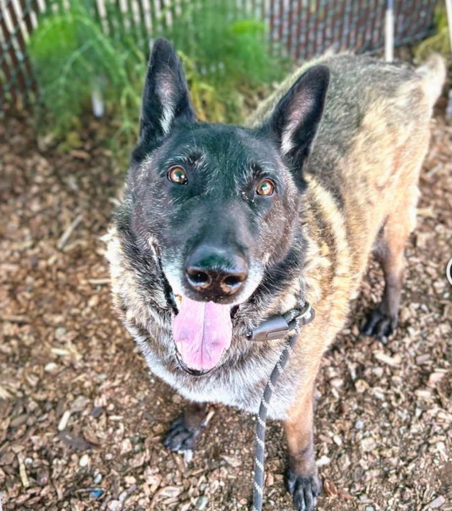 Tug Boat, a Adoptable Belgian Shepherd / Malinois in Vancouver, WA image 3/3