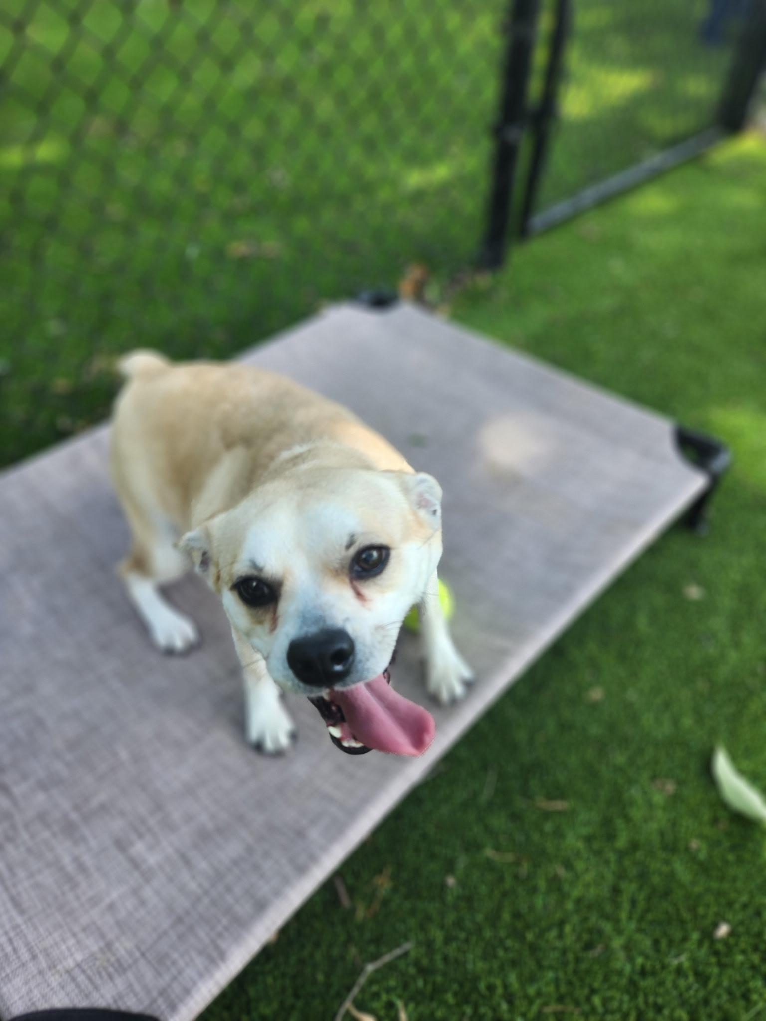 Billie, a ADOPTABLE mixed breed in Allen, TX image 5/6