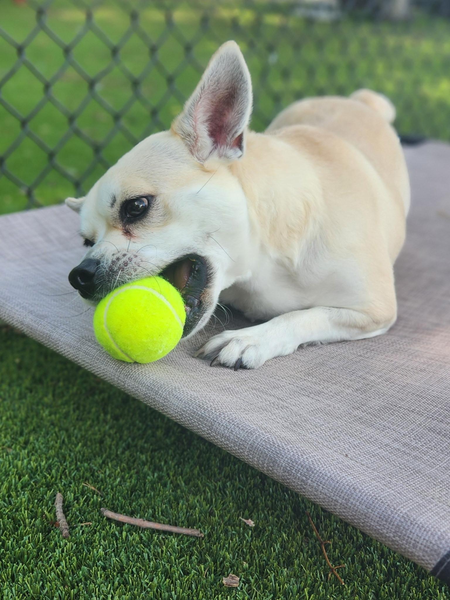 Billie, ADOPTABLE, Adult Female Boston Terrier & Australian Cattle Dog / Blue Heeler.