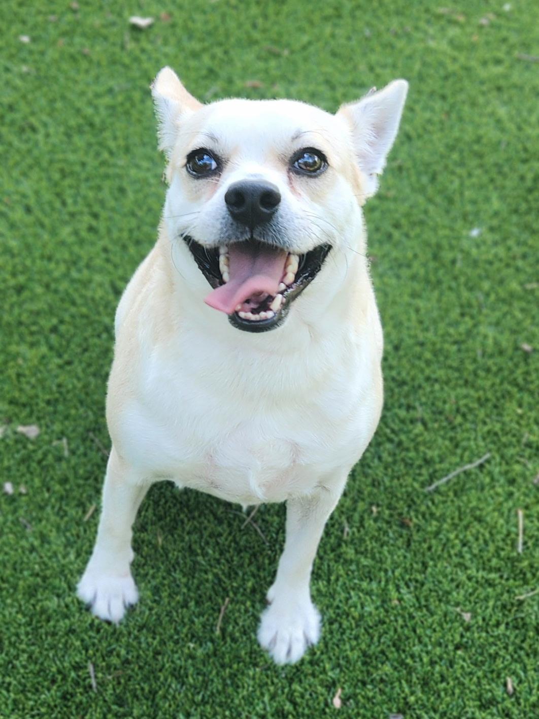 Billie, a ADOPTABLE mixed breed in Allen, TX image 4/6