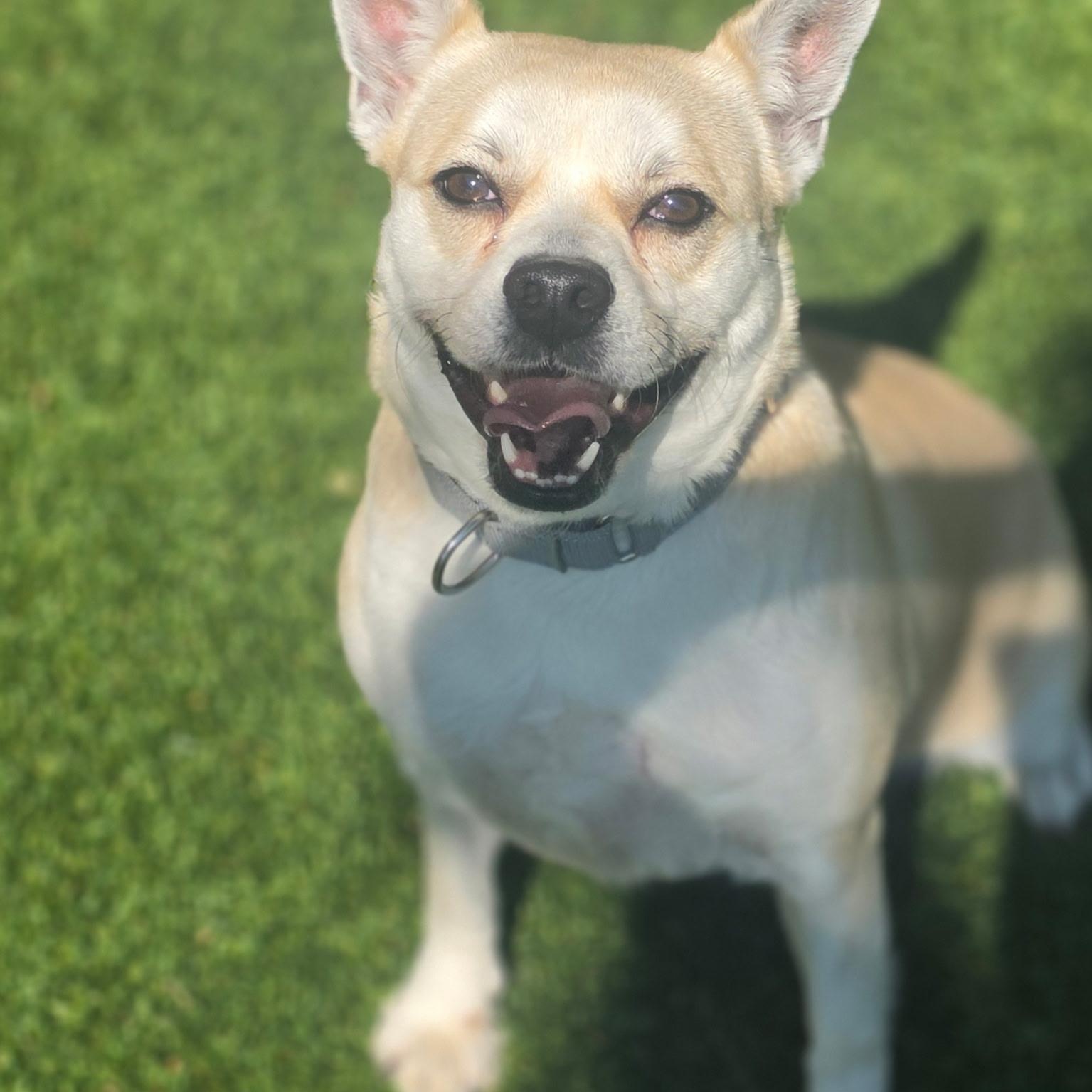 Billie, ADOPTABLE, Adult Female Boston Terrier & Australian Cattle Dog / Blue Heeler.