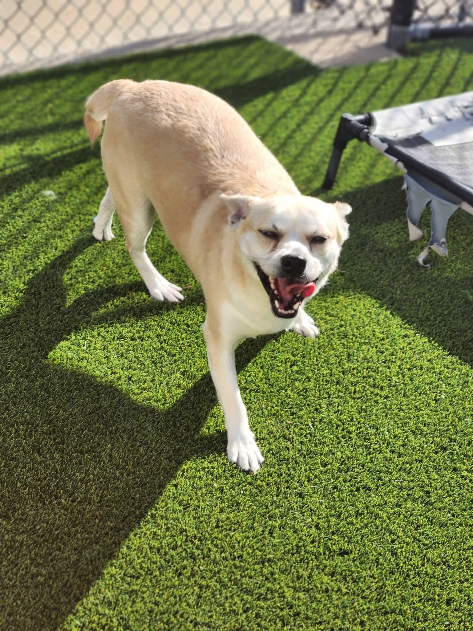 Billie, a ADOPTABLE mixed breed in Allen, TX image 2/2