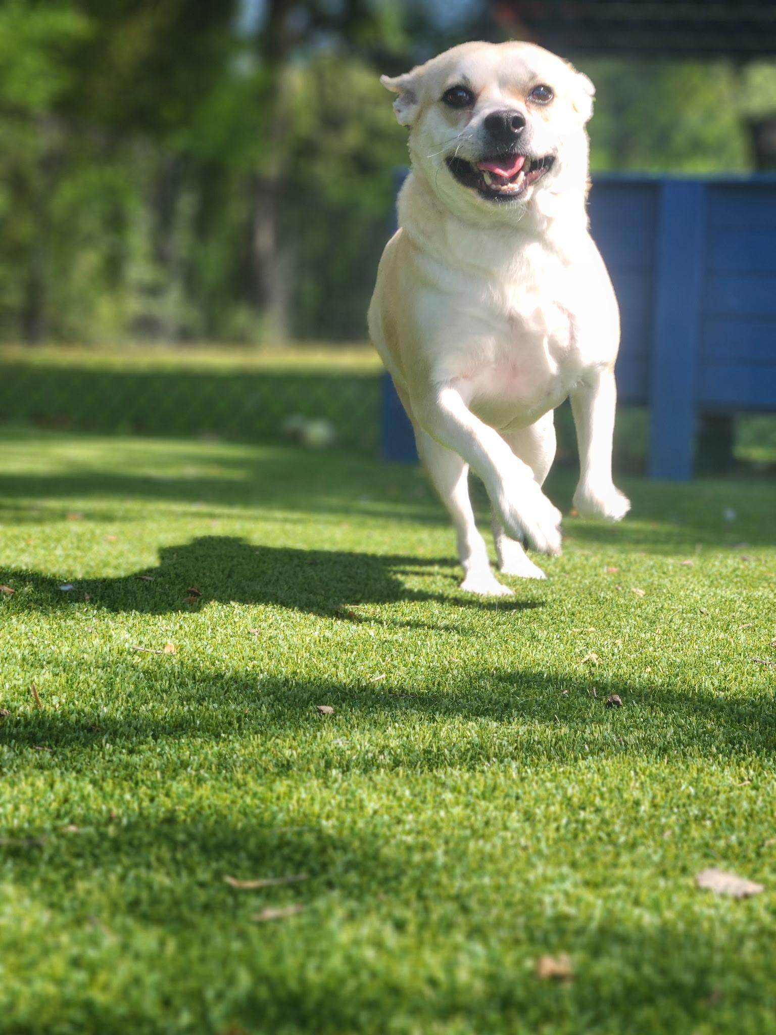 Billie, a ADOPTABLE mixed breed in Allen, TX image 2/6