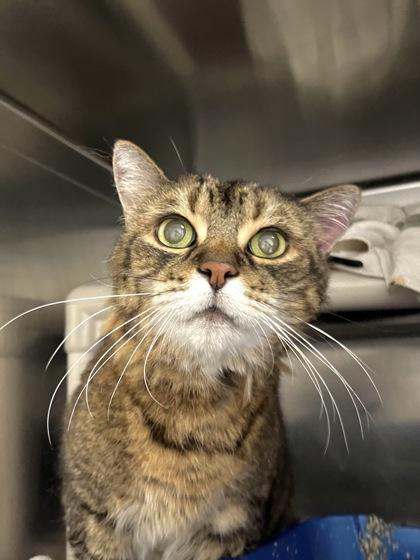 Fred, Adoptable, Senior Male Domestic Short Hair & Domestic Short Hair.