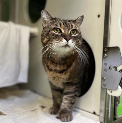 Fred, Adoptable, Senior Male Domestic Short Hair & Domestic Short Hair.