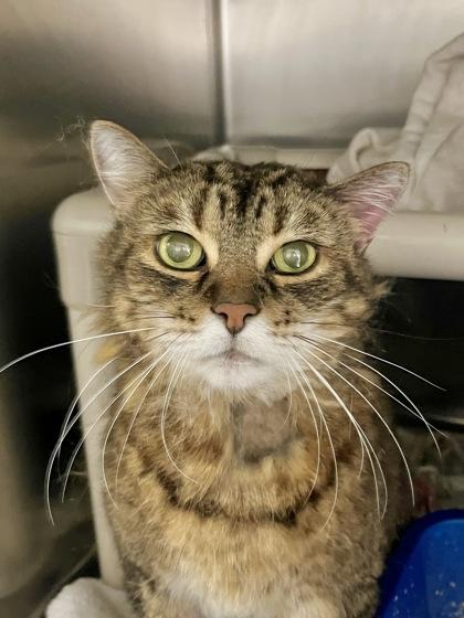 Enlarge Fred, a Adoptable Domestic Short Hair in Montreal, QC image 2/3