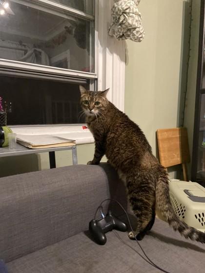 Enlarge Fred, a Adoptable Domestic Short Hair in Montreal, QC image 3/3