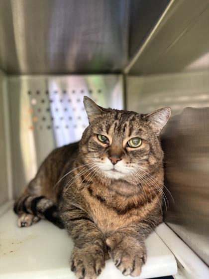 Enlarge Fred, a Adoptable Domestic Short Hair in Montreal, QC image 3/3