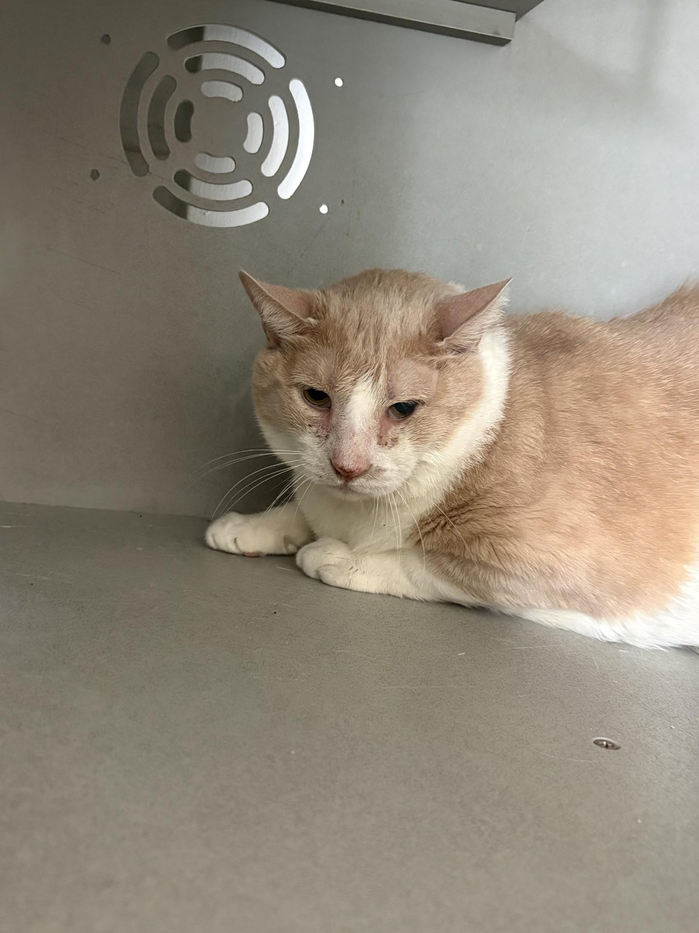 Bibi, ADOPTABLE, Adult Male Domestic Short Hair.