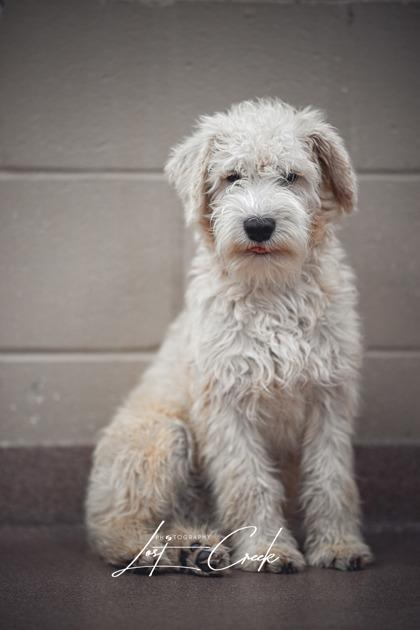 Enlarge Lilo, a Adoptable mixed breed in Kalispell, MT image 1/3