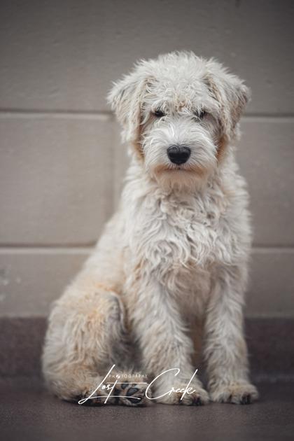 Enlarge Lilo, a Adoptable mixed breed in Kalispell, MT image 2/3