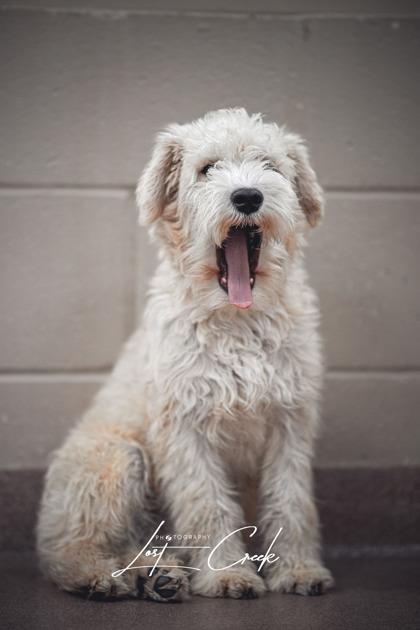 Enlarge Lilo, a Adoptable mixed breed in Kalispell, MT image 3/3