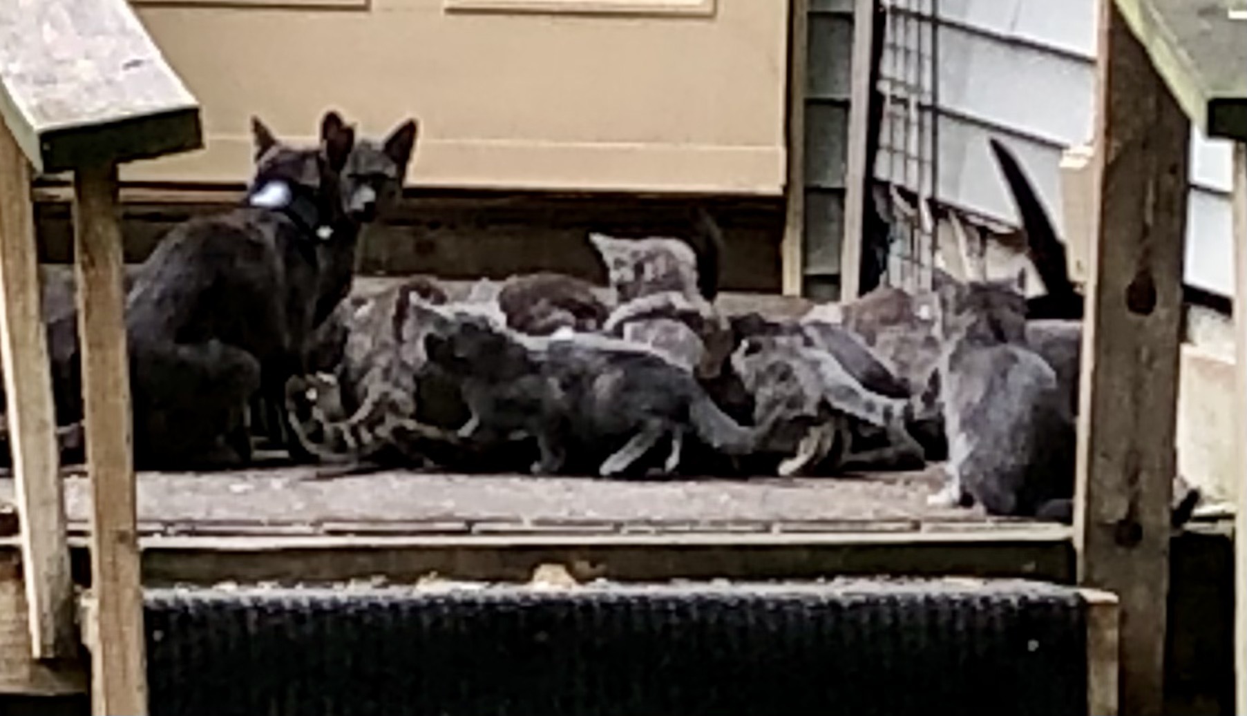 Many cats - need barn home, a Adoptable mixed breed in Midland, MI image 1/2