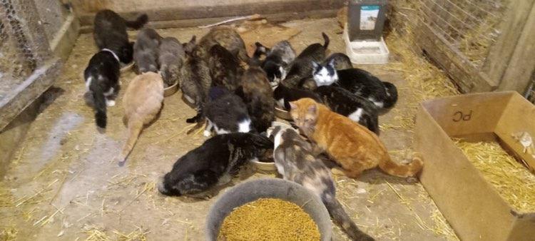 Many cats - need barn home, a Adoptable mixed breed in Midland, MI image 2/2