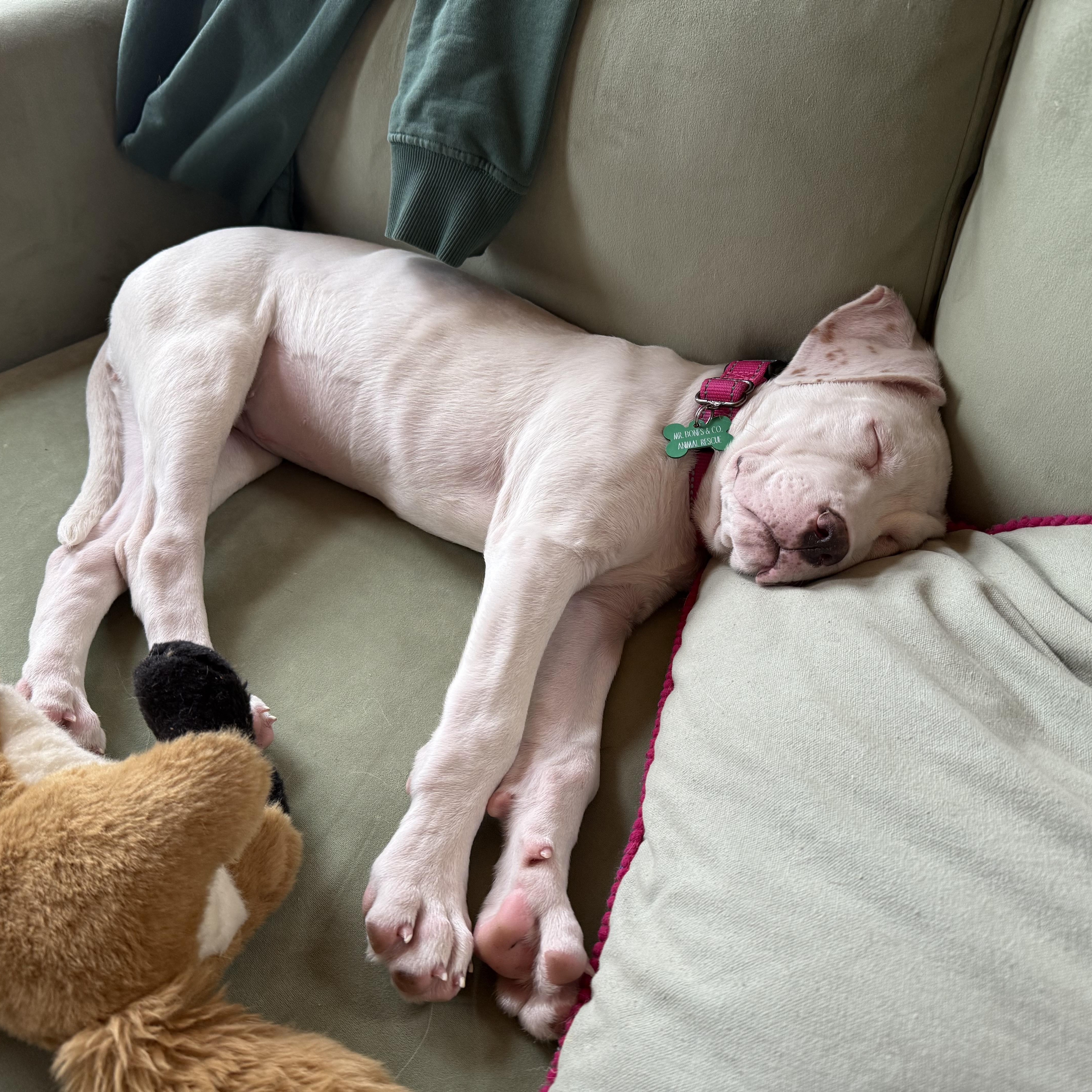 Enlarge Baby Millie!, a ADOPTABLE mixed breed in Saugerties, NY image 5/6