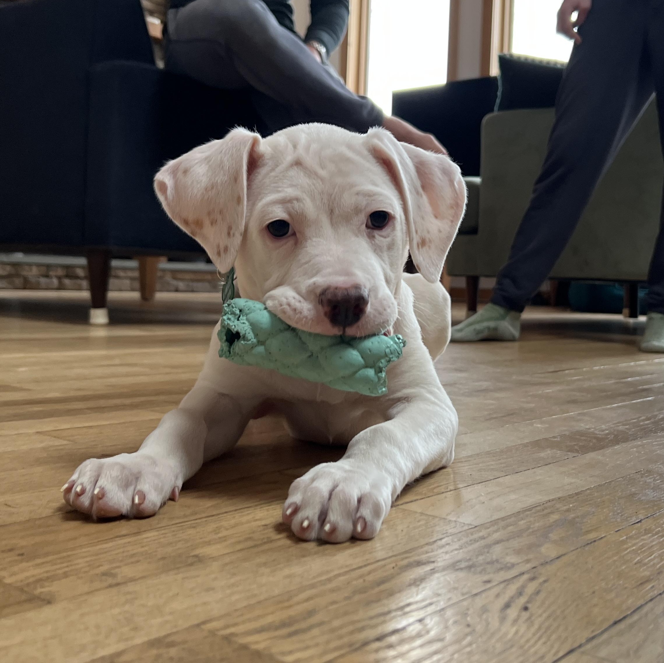 Enlarge Baby Millie!, a ADOPTABLE mixed breed in Saugerties, NY image 6/6