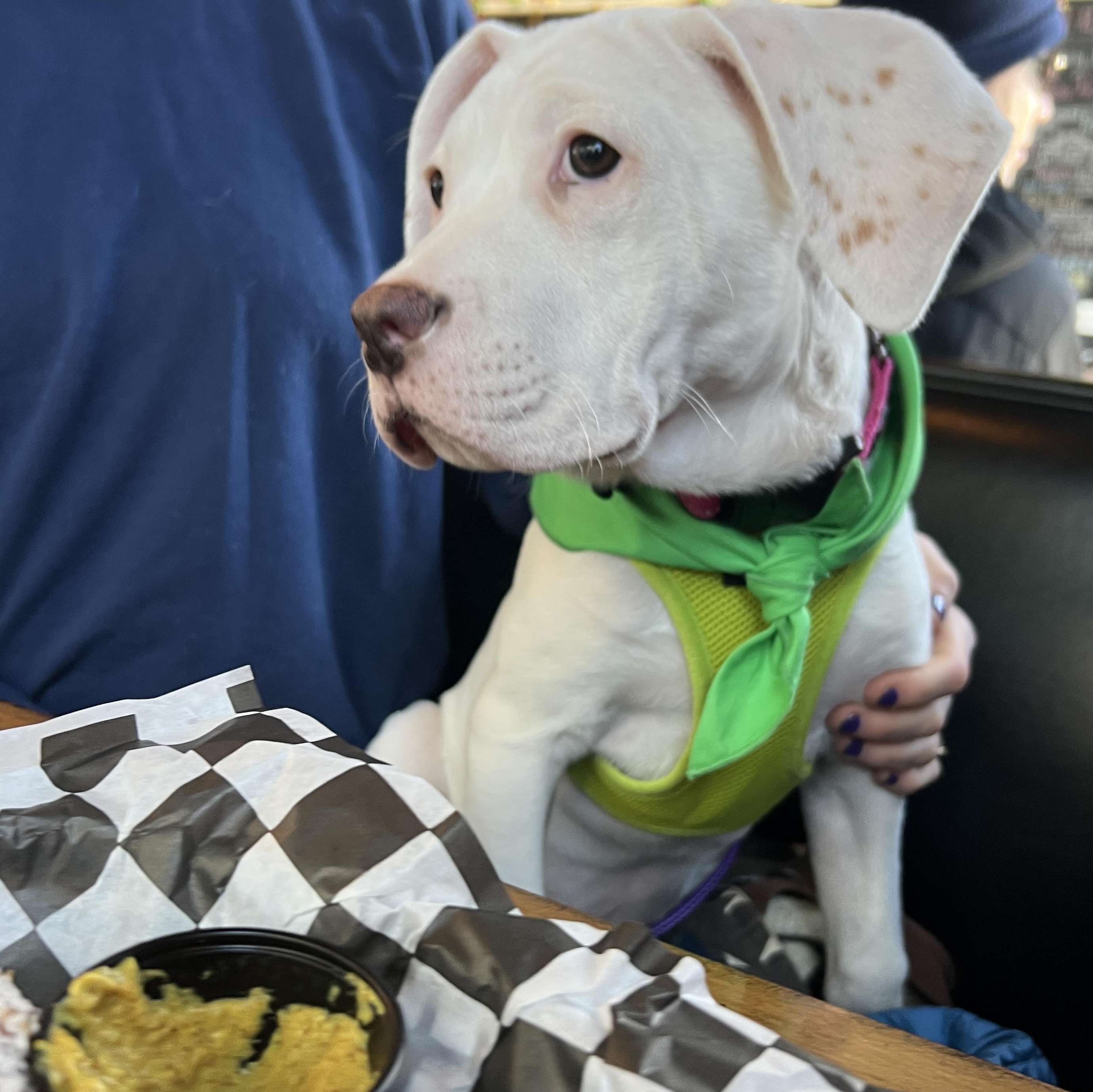 Enlarge Baby Millie!, a ADOPTABLE mixed breed in Saugerties, NY image 4/6