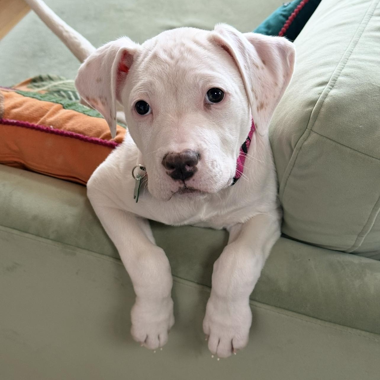 Enlarge Baby Millie!, a ADOPTABLE mixed breed in Saugerties, NY image 1/6