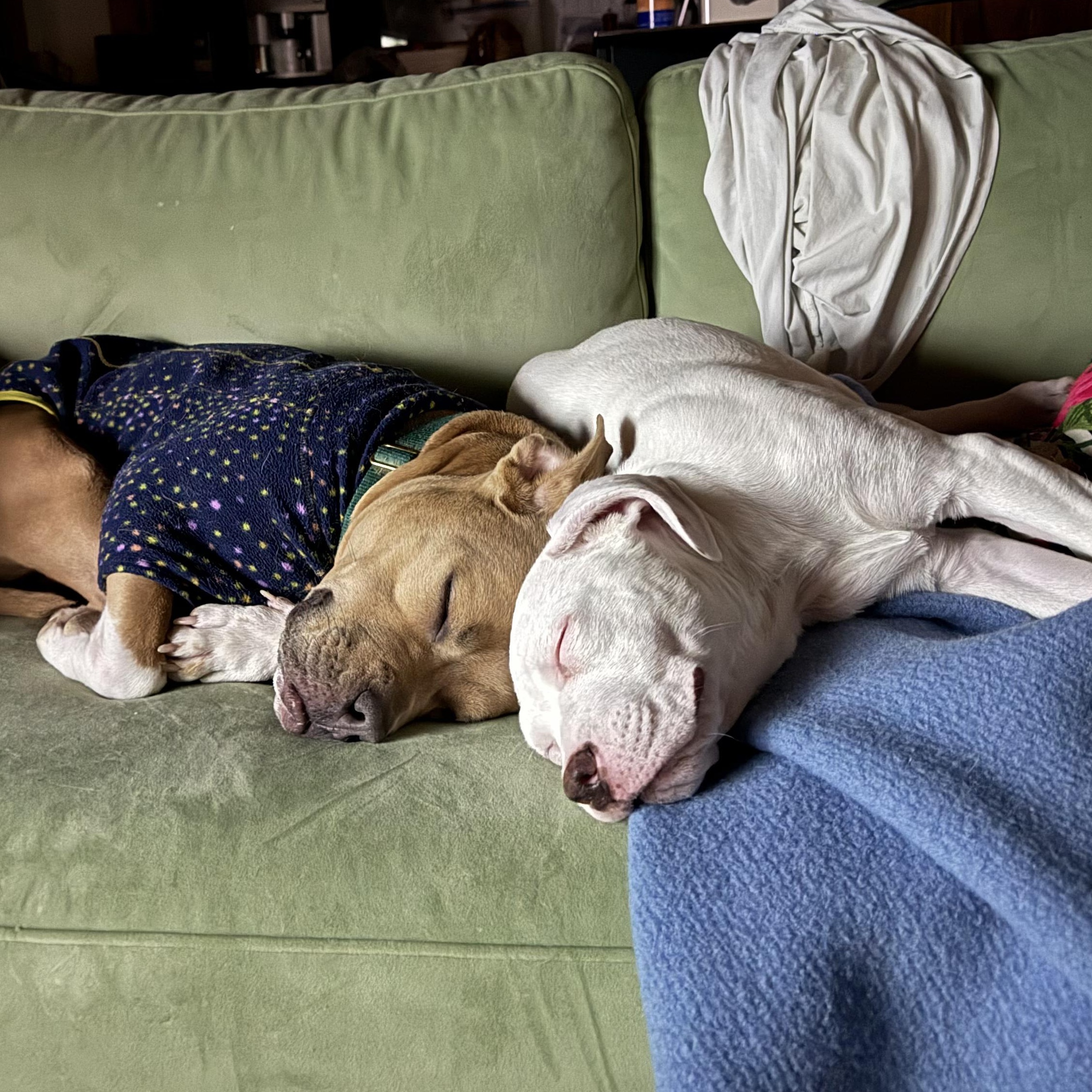 Enlarge Baby Millie!, a ADOPTABLE mixed breed in Saugerties, NY image 3/6