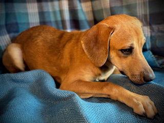 Fanta- Puppy #2 (CoPAC Litter #9/2025), Adoptable, Young Male Chihuahua & Beagle.