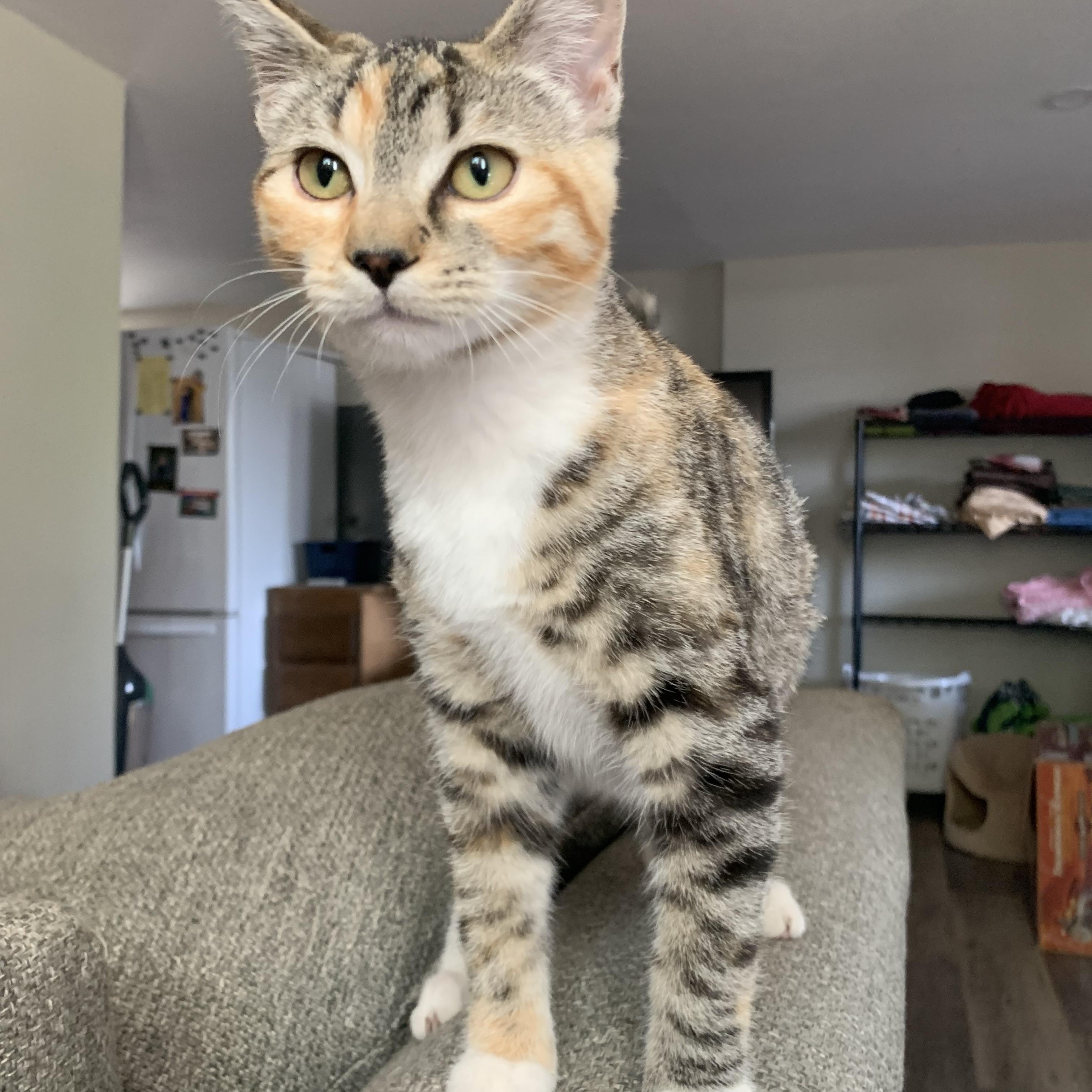 Elena, a Adoptable mixed breed in Seattle, WA image 1/4
