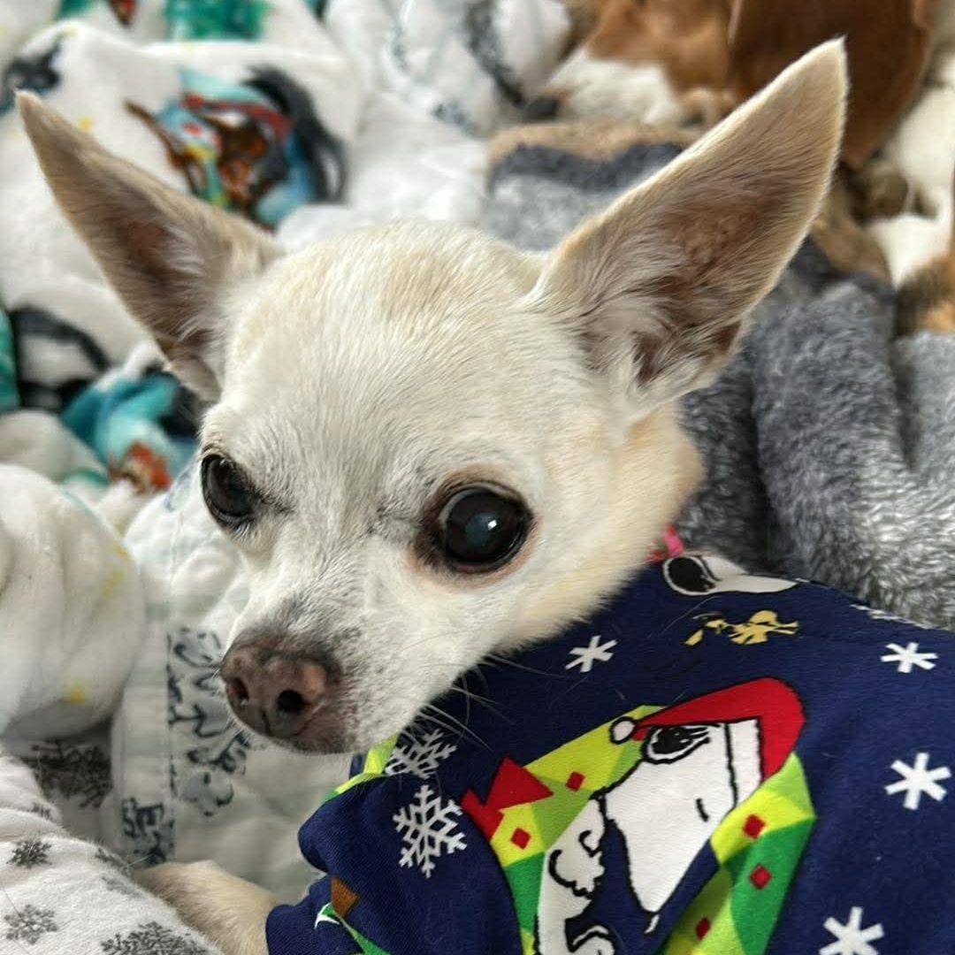 Lady and Ebony (Bonded Pair)