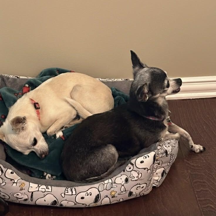 Lady and Ebony (Bonded Pair) — thumbnail 2