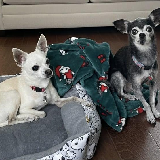 Lady and Ebony (Bonded Pair) — thumbnail 3