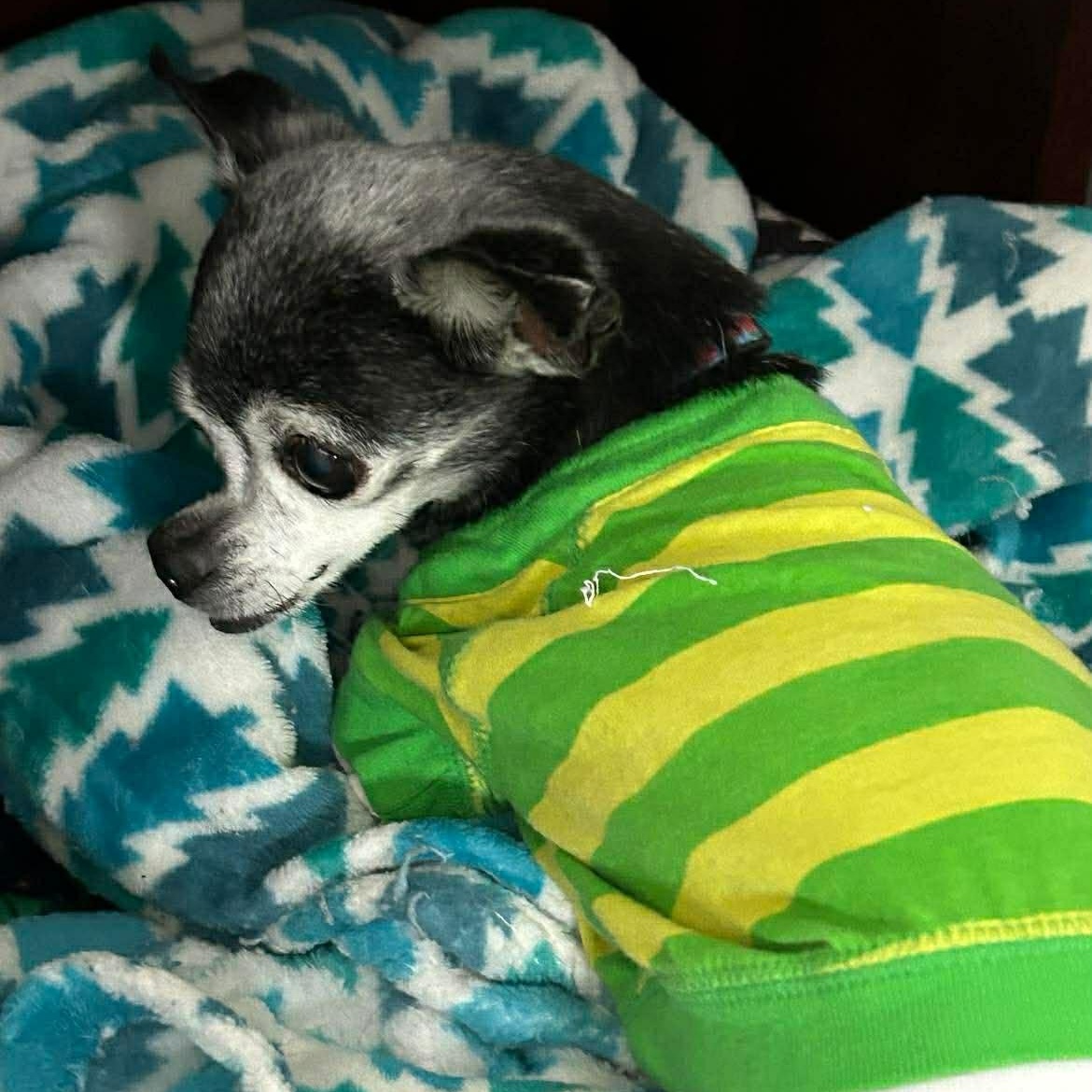 Lady and Ebony (Bonded Pair) — thumbnail 4