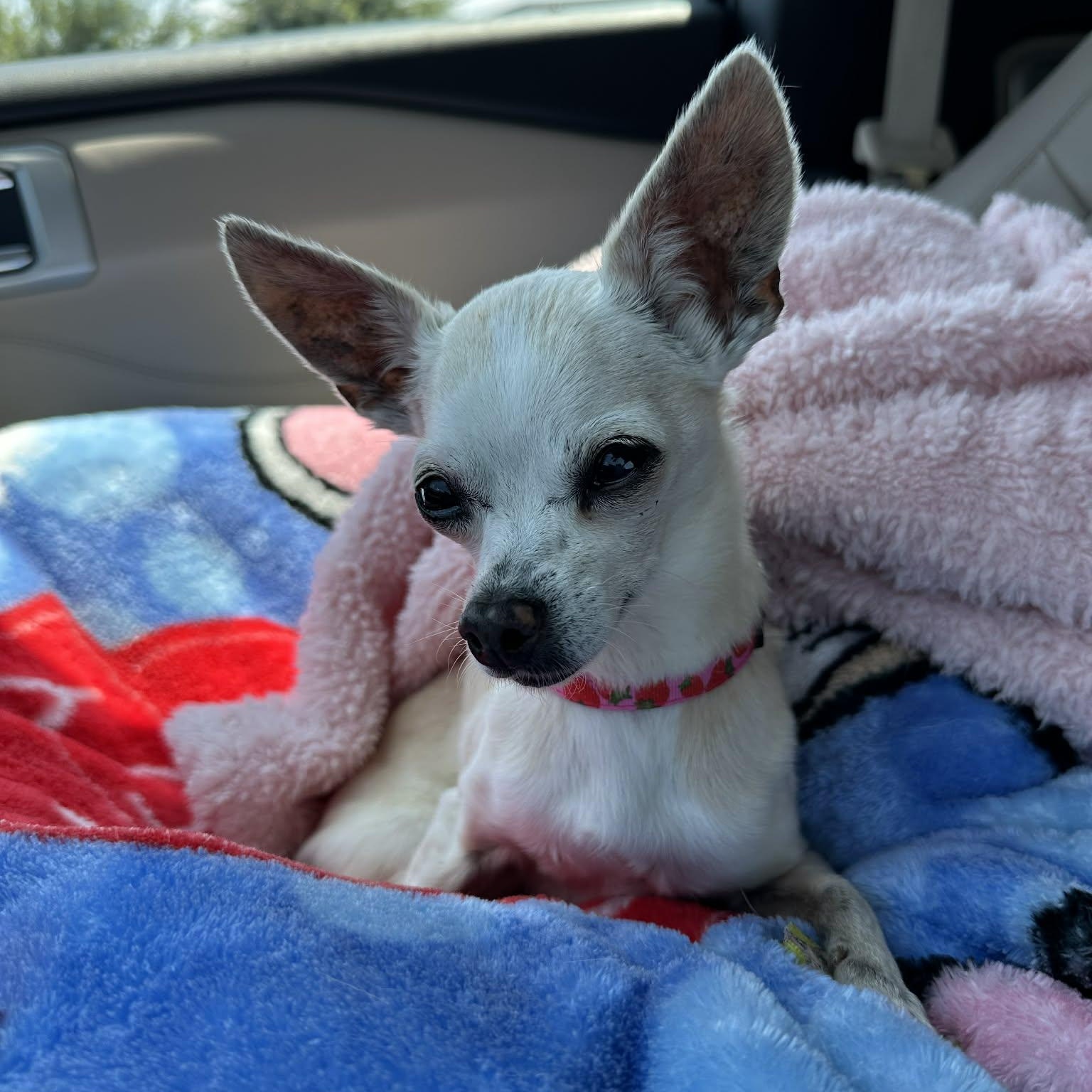 Lady and Ebony (Bonded Pair) — thumbnail 5