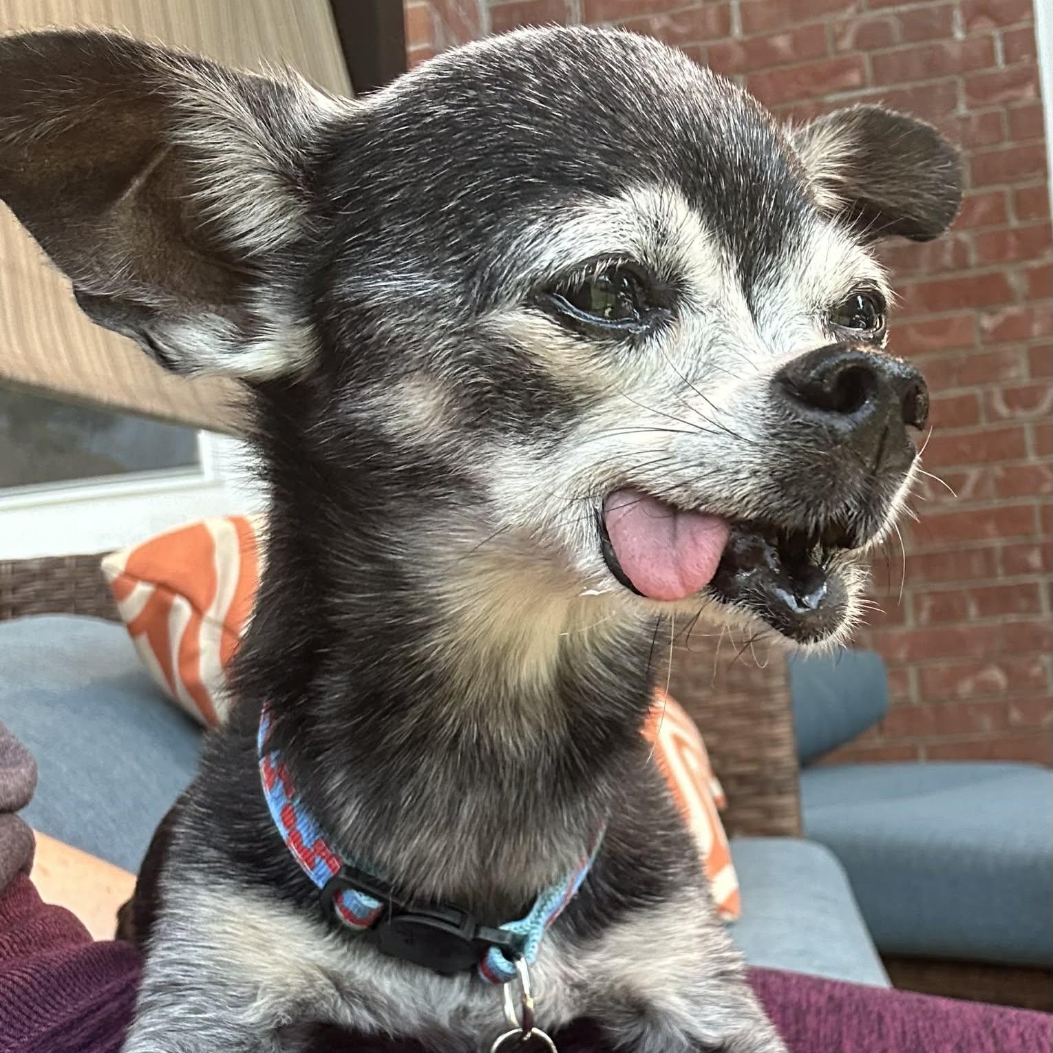 Lady and Ebony (Bonded Pair) — thumbnail 6