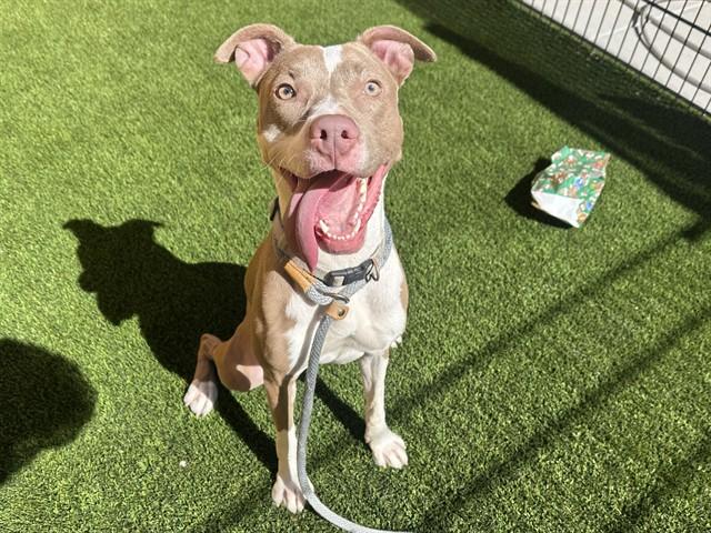 COCO, Adoptable, Young Female Pit Bull Terrier & Mixed Breed.