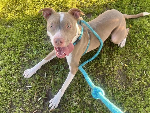 Enlarge COCO, a Adoptable mixed breed in Mesa, AZ image 1/1