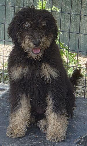 Ace, adopted, Puppy Male Labradoodle.