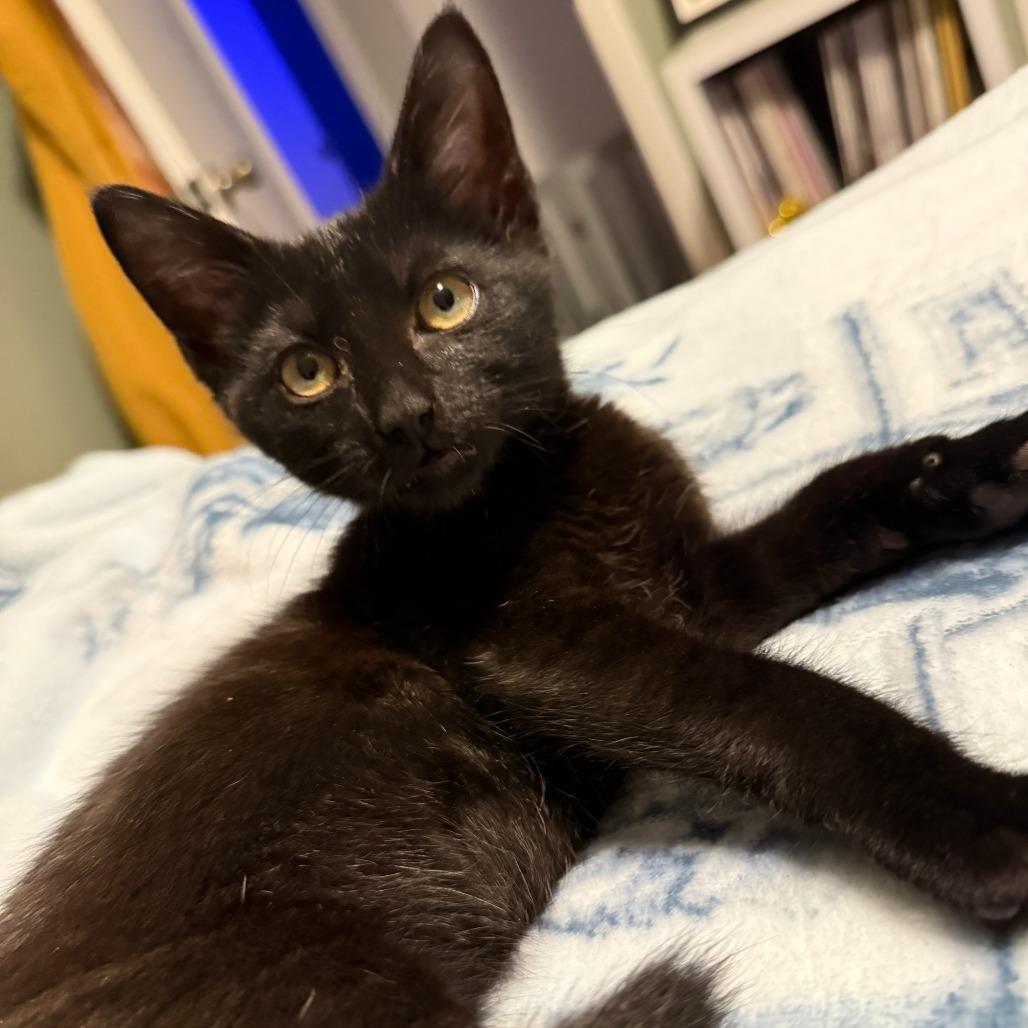 Smudge, Adoptable, Kitten Female Domestic Short Hair.